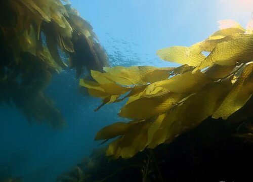 海带是植物吗 属于海藻类植物