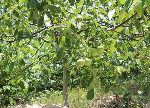 核桃树适合在什么地方生长 适合在哪里种植