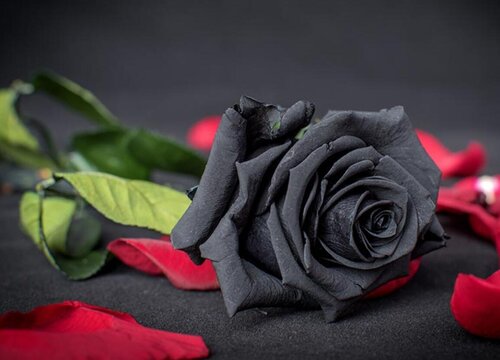黑玫瑰的花语是什么意思 男朋友送黑玫瑰代表的含义