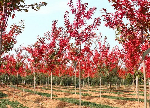 红枫树2