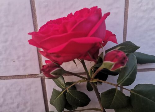 红玫瑰的花语是什么含义与意思