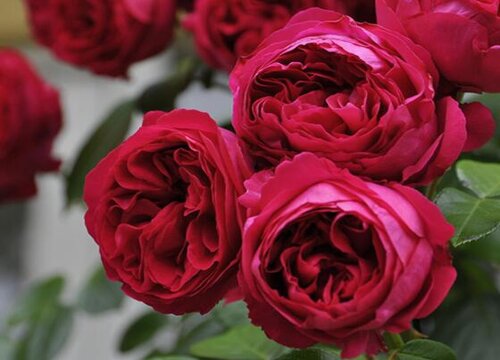 33朵红玫瑰花的花语是什么意思