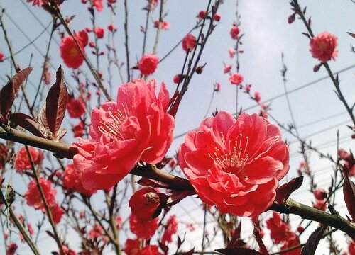 红梅花什么时候开花 花期是几月
