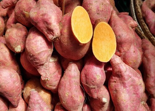 红薯亩产量一般能达到多少斤（大概每亩红薯亩多少公斤）