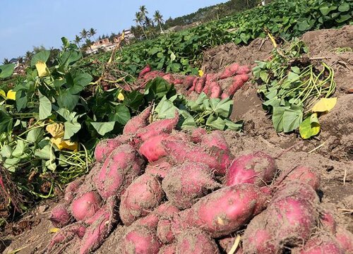 红薯怎么施肥能达到高产（种植扦插红薯高产追肥技术）