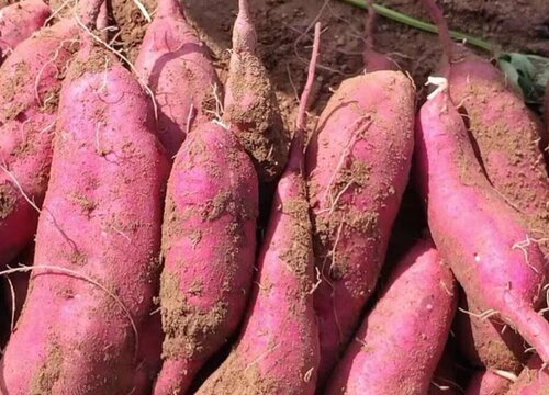 北方红薯种植时间和方法