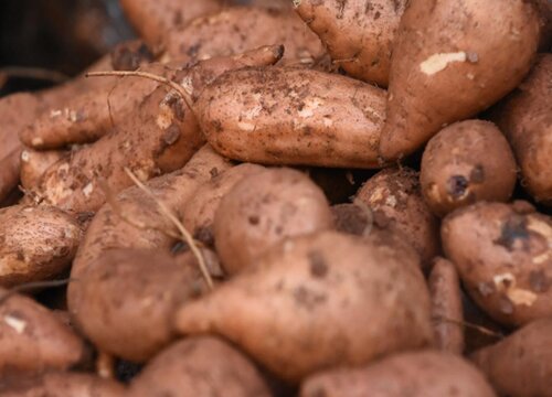 红薯最佳种植时间及高产栽培技 适合几月种