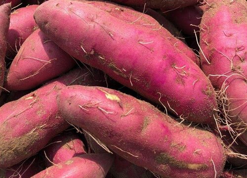 紫心红薯和紫薯一样吗 营养、外形与口感有区别