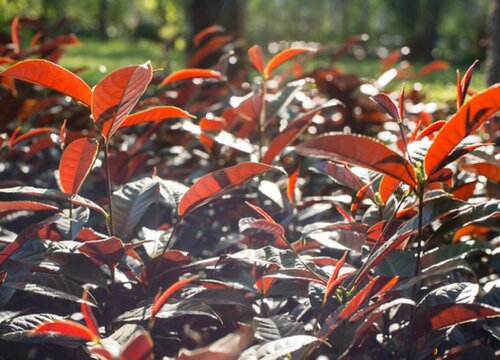 红叶石楠扦插多久生根