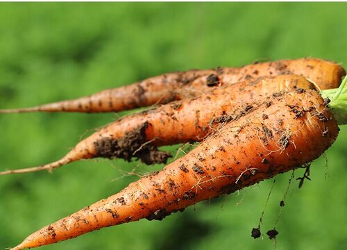 胡萝卜几月什么时候种植最好