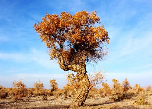 沙漠适合种什么树 沙漠中适合栽哪些树木