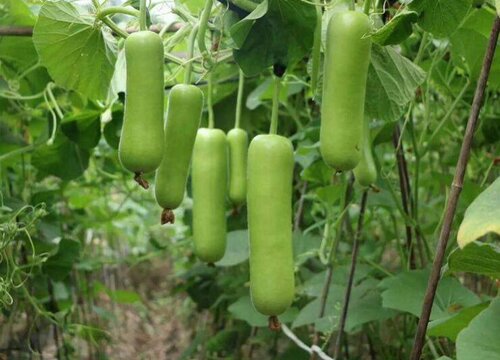 浦芦瓜亩产量多少斤 大棚种植浦芦瓜的产量