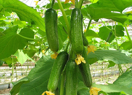 黄瓜是植物吗 属于葫芦科黄瓜属的草本植物