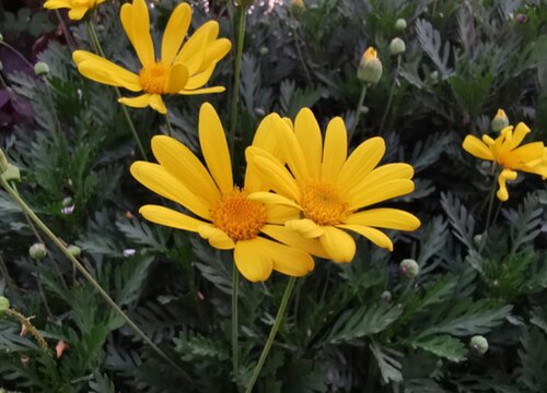 黄金菊一年开几次花 一年四季开花吗