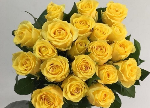 16朵黄玫瑰代表什么花语