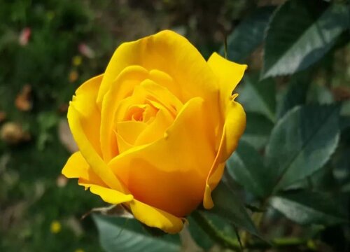 19朵黄玫瑰的花语是什么意思 代表什么寓意和象征