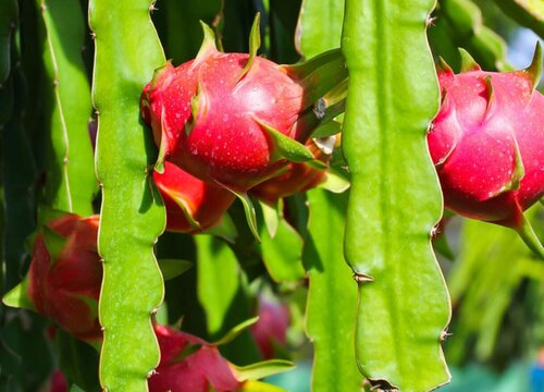 火龙果种植温度多少度合适 对气候温度环境的要求