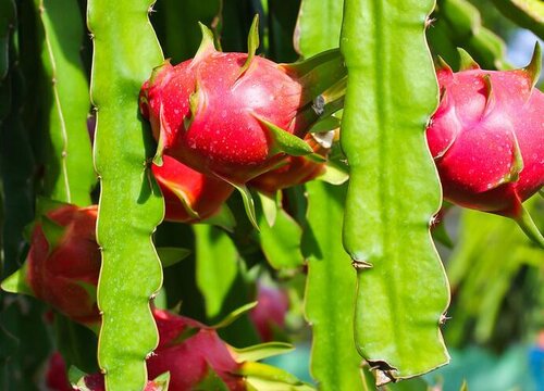 大棚火龙果种植技术与管理 火龙果怎么种植