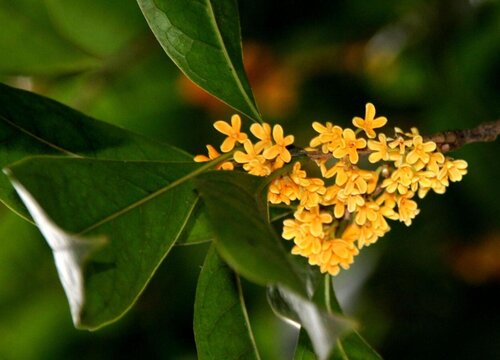 金桂树什么时候开花 开花时间是几月