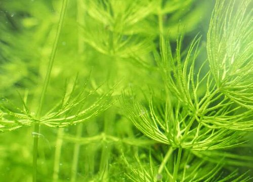 金鱼藻是种子植物吗 植物说
