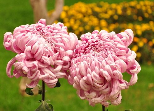 菊花的花蕊是什么颜色（菊花花朵的花心、花蕾什么颜色）