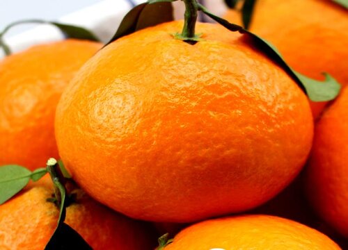 什么橘子最甜最好吃不易上火 什么品种橘子甜度最高