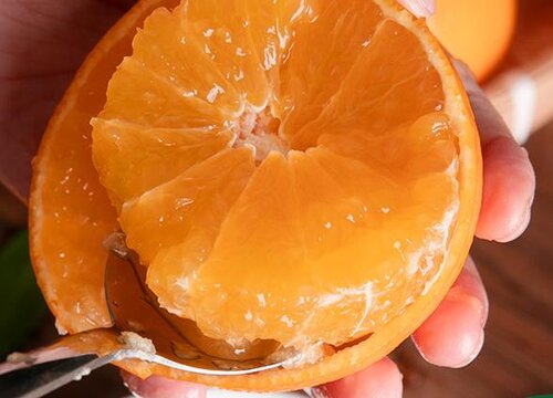仓鼠可以吃橘子吗