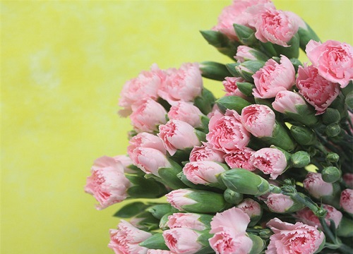 10朵康乃馨代表什么花语