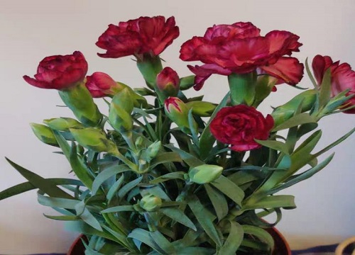 十一朵康乃馨的花语是什么意思 送妈妈什么颜色好