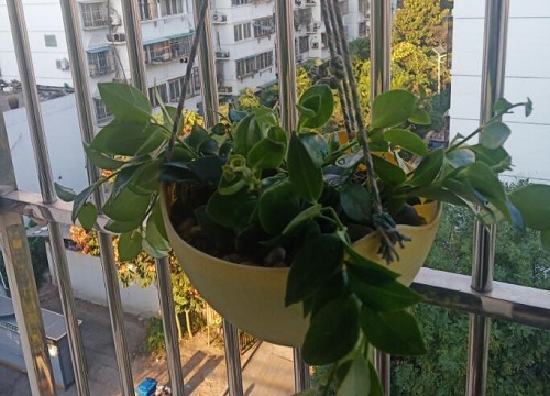 室内阳台适合种什么花 室内阳台种什么植物好（图片）
