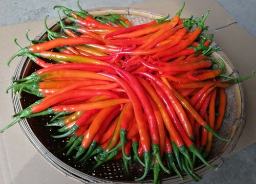 新鲜辣椒怎么保存到冬天吃 辣椒储存到冬天的几种方法