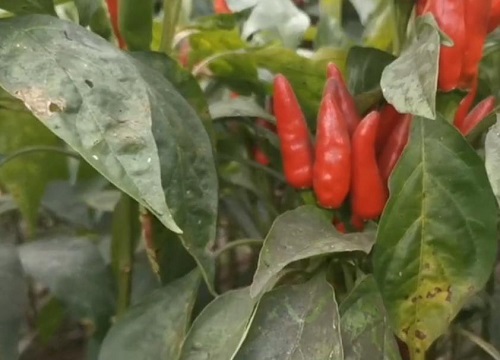 辣椒开花结果后如何处理提高辣椒产量
