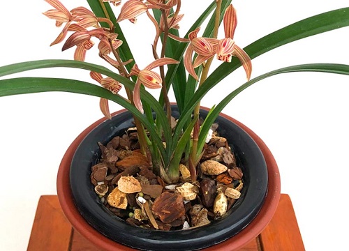 冬季室内养护兰花如何增加湿度