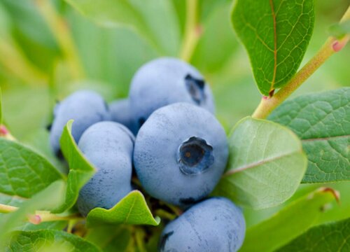 蓝莓施肥用什么肥料最好 种蓝莓用肥正确长得快