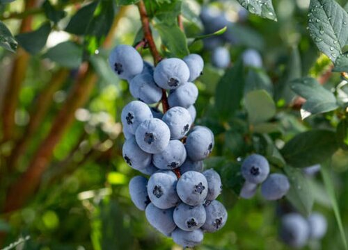 春天栽种蓝莓的方法有哪些