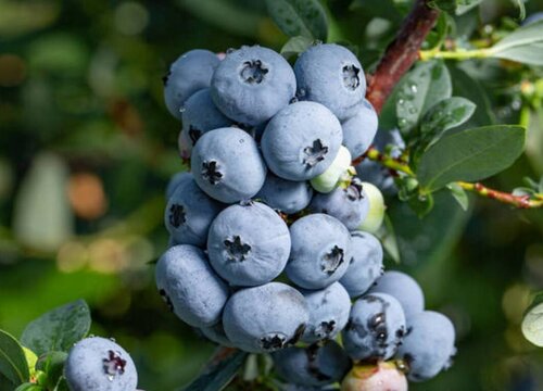 蓝莓怎么留种子 种子繁殖时间与方法