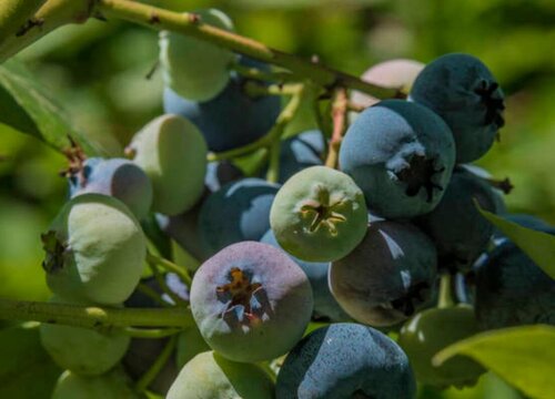 蓝莓怎么养殖一年开花就结果
