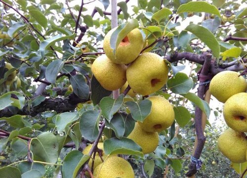 梨什么季节成熟采摘 成熟季节是几月份