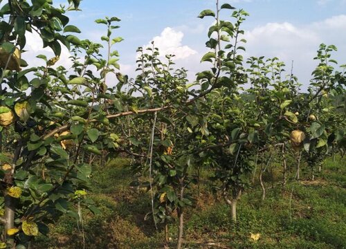 梨树种植时间和方法