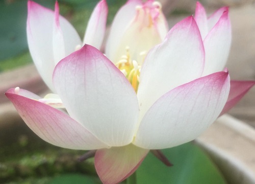 莲花的花语是什么意思寓意和象征意义 各个品种 植物说