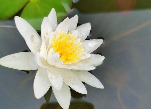 白莲花的花语是什么意思代表什么象征意义 植物说