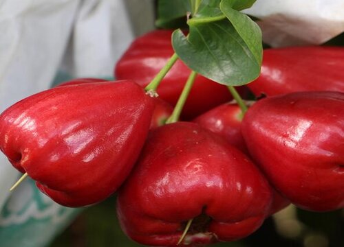 印尼水果特产有哪些 常见的印尼水果图片及名称