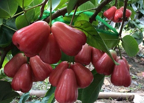 泰国盛产什么水果有名