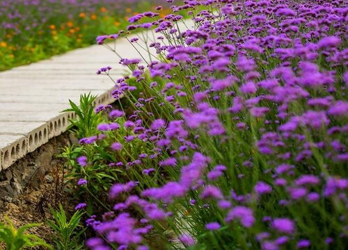 紫色马鞭草的花语和寓意