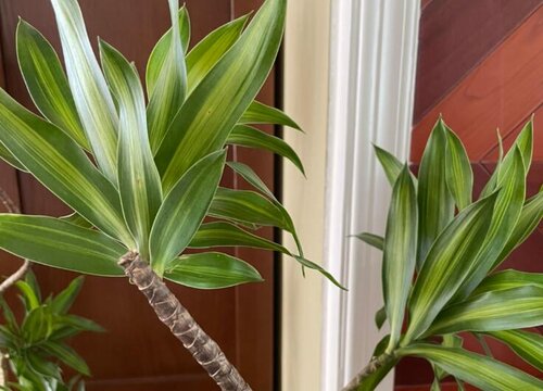 龙血树修剪枝叶方法