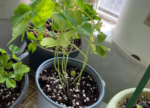 耧斗菜种子的种植方法