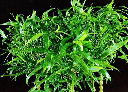 竹子品种盆栽有哪些 盆栽竹子的种类