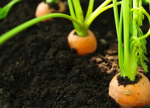 黄萝卜的种植方法和时间 栽培步骤及技术要点