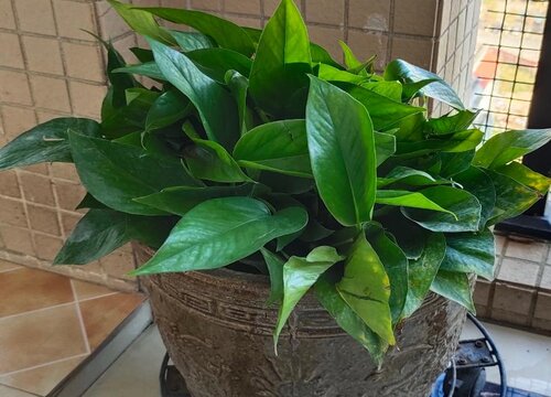 除甲醛绿植十大排名 室内吸甲醛最好的绿色植物