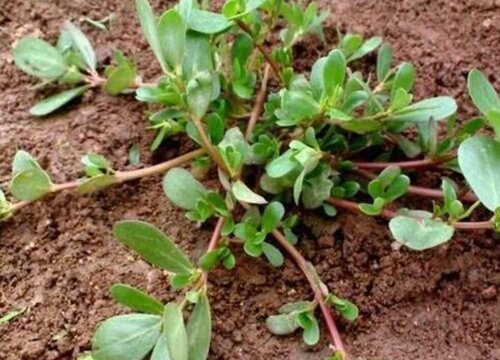 马齿苋怎么种盆栽 家庭花盆种植时间和方法
